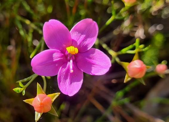Chironia linoides subsp. linoides flower